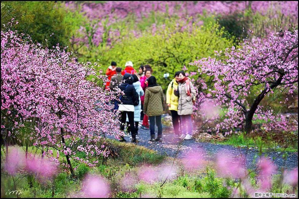 【春天，广西桂林灌阳县向您发出邀请！】官庄村有个醉美的桃花园 - 游山玩水 - 延边生活社区 - 延边28生活网 yanbian.28life.com