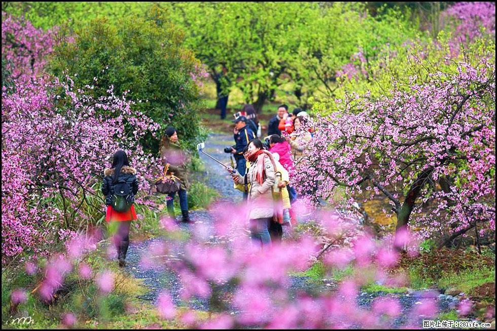 【春天，广西桂林灌阳县向您发出邀请！】官庄村有个醉美的桃花园 - 游山玩水 - 延边生活社区 - 延边28生活网 yanbian.28life.com