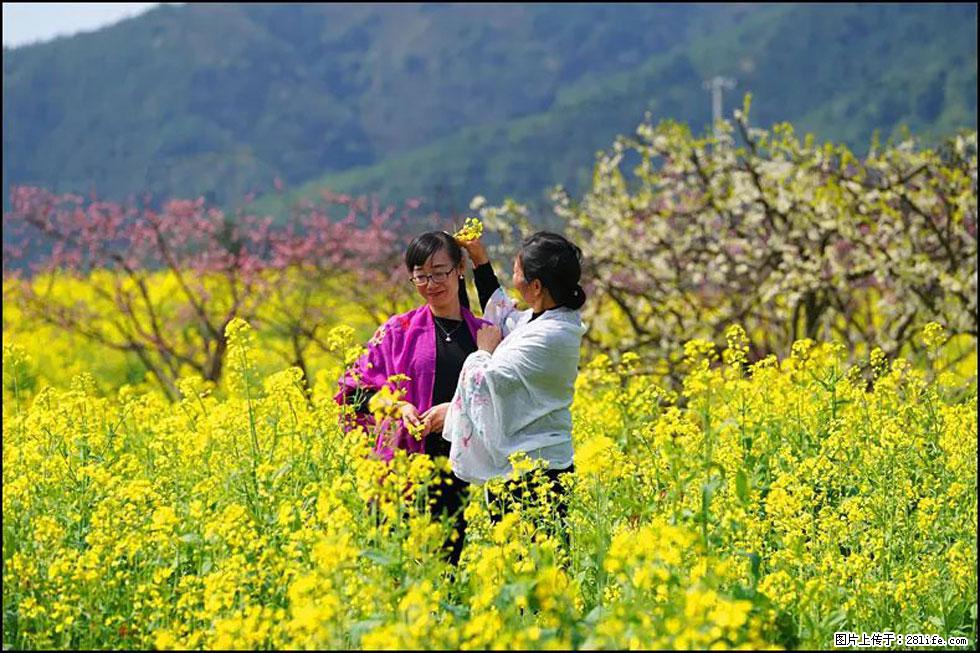 【春天，广西桂林灌阳县向您发出邀请！】长坪村油菜盛情花开 - 游山玩水 - 延边生活社区 - 延边28生活网 yanbian.28life.com