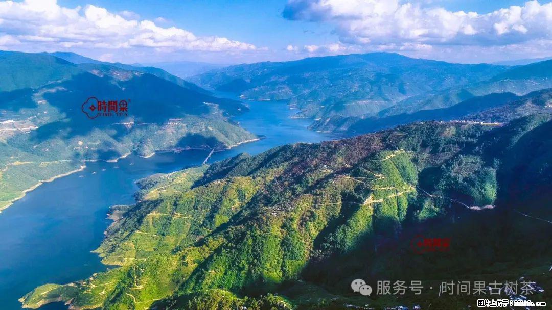 时间果百年古树龙珠普洱生茶 - 购物交流 - 延边生活社区 - 延边28生活网 yanbian.28life.com