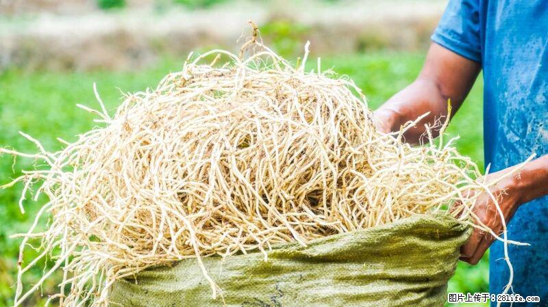 堪称“最难吃”的蔬菜，却是 “抗辐射神器”，还能护肺、清热、止咳化痰！ - 延边生活资讯 - 延边28生活网 yanbian.28life.com