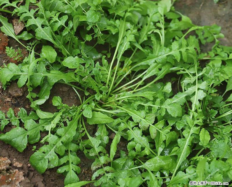 这些蔬菜是“天然钙片”，这6种被医生重点推荐 - 延边生活资讯 - 延边28生活网 yanbian.28life.com