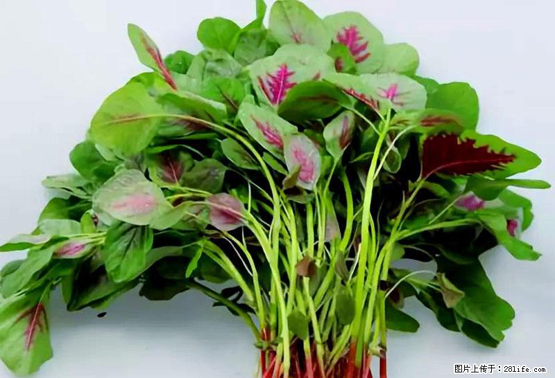 这些蔬菜是“天然钙片”，这6种被医生重点推荐 - 延边生活资讯 - 延边28生活网 yanbian.28life.com