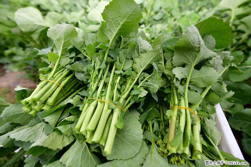 这些蔬菜是“天然钙片”，这6种被医生重点推荐 - 延边生活资讯 - 延边28生活网 yanbian.28life.com